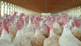 США не исключают вакцинации индеек от гриппа птиц